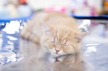 An orange cat lies sound asleep on a shiny surface, with its eyes closed and a tranquil expression. Soft colors and a warm atmosphere create a calm mood.