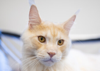 A Maine Coon cat with fluffy cream and orange fur sits calmly indoors. Its large, expressive golden eyes are focused, showcasing the breed's majestic features.