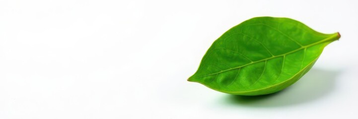 Obraz premium Single vibrant green cocoa leaf, crisp detail, white background, harvest, isolated