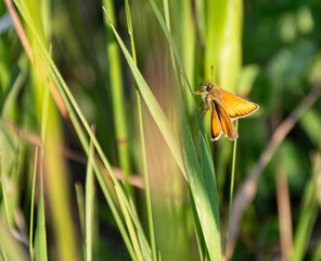skipper grasshopper on the grass