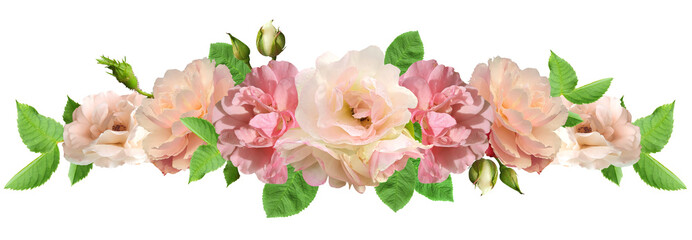 pink rose flowers isolated on transparent background