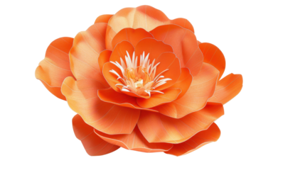 Large orange flower blooming with transparent background