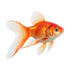 A magnificent goldfish glides gracefully through a crystalclear aquarium, its vibrant colors contrasting against pure white.