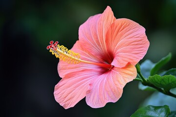A delicate close up image of a beautiful flower blossom