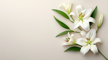 White lilies symbolize peace and purity, making them ideal for a heartfelt funeral condolence card. Text space available.