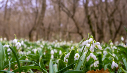 snowdrops