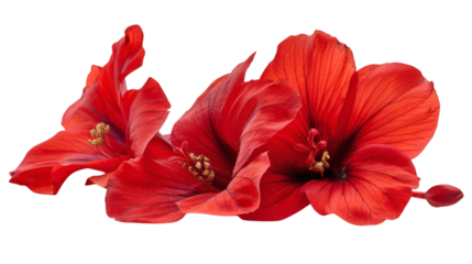 Red flower isolated on white background
