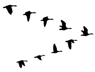 Silhouette Flock Geese Flying Wedge