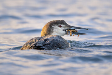 Common Loon swimming in ocean with crab in its beak