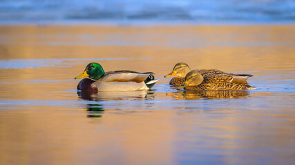 Mallard ducks swimming in icy water at sunset