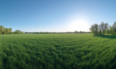 Obraz premium Spring Wheat Field Under Clear Sky