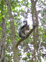 squirrel on a tree