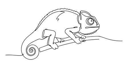 chameleon vector line art monoline one line illustration outline draw
