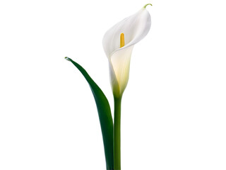 Obraz premium Elegant Calla Lily, A Sleek White Petal in Stunning Detail and isolated