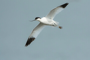 Pied Avocet (Recurvirostra avosetta) in flight against a cloudy sky