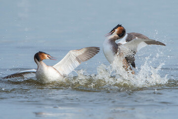 Two Great Crested Grebe's (Podiceps cristatus) in conflict in a lake