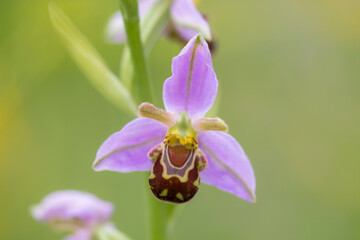 Bee Orchid (Ophrys apifera) one flower