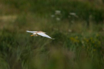 Squacco Heron (Ardeola ralloides) in flight above a meadow