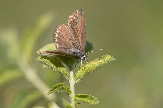 Chalkhill Blue (Lysandra coridon) female resting on leaf