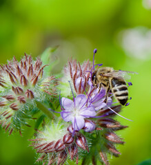 A honey bee (Apis mellifera) collecting nectar from a blooming purple Phacelia flower. Macro shot capturing intricate details of pollination, fuzzy body, and delicate floral structures.