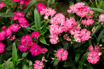Colorful Dianthus flower (Dianthus chinensis) (Caryophyllaceae) blooming in garden at Bangladesh.
