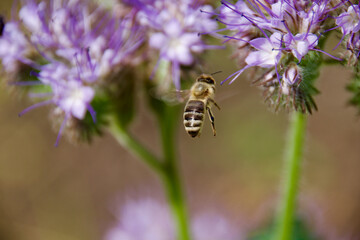 A honey bee (Apis mellifera) collecting nectar from a blooming purple Phacelia flower. Macro shot capturing intricate details of pollination, fuzzy body, and delicate floral structures.