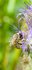 A honey bee (Apis mellifera) collecting nectar from a blooming purple Phacelia flower. Macro shot capturing intricate details of pollination, fuzzy body, and delicate floral structures.