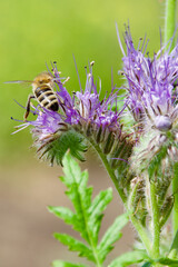 A honey bee (Apis mellifera) collecting nectar from a blooming purple Phacelia flower. Macro shot capturing intricate details of pollination, fuzzy body, and delicate floral structures.