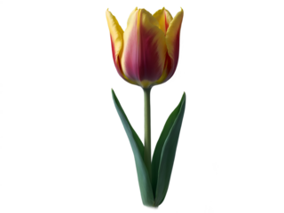 Elegant yellow and red tulip, isolated on a plain setting, with smooth cupshaped bloom and striking color transition and impressive details