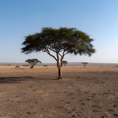 Lone acacia tree, savanna landscape, Africa, sunrise, travel brochure