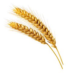 wheat ears isolated on white background