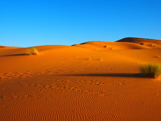 サハラ砂漠ツアー