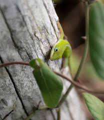 green anole lizard on a branch