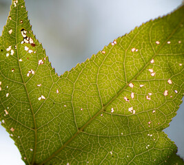 close up of green leaf
