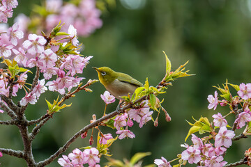 聖崎公園の河津桜とメジロ