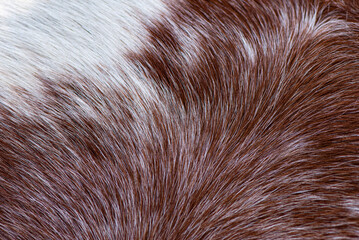 close up of brown and white fur texture