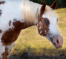 horse in the field