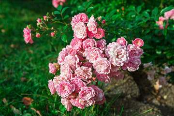 Close-up view of a beautiful pink rose bush with vibrant blooms in a serene garden setting