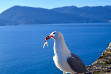 Möwen auf der Festung von Lerici, Ligurien (Italien)