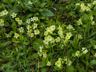 blooming wild plants, spring in Slovenia, Primula vulgaris, Primulaceae, primrose