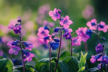 Fototapeta premium Vibrant purple and pink flowers in full bloom, basking in soft sunlight.