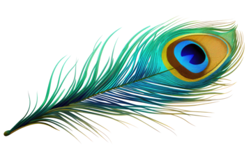 majestic peacock feather on transparent background