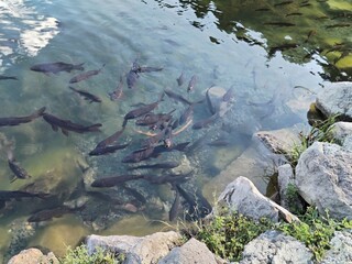 fish in natural lake photo