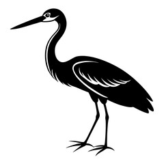Obraz premium A heron standing on the beach with a black background, showcasing its grey feathers and long beak, representing wildlife and nature in Florida