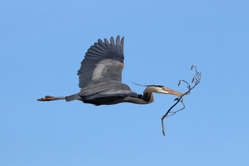 Great Blue Heron, Flying with Stick 2