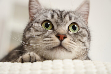 Grey striped cat lying on sofa, closeup