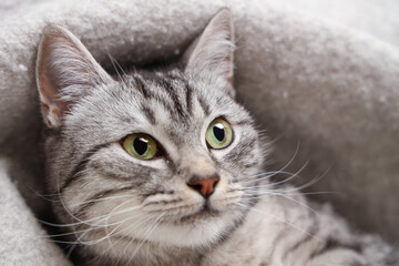 Fototapeta premium Grey striped cat lying on warm plaid, closeup