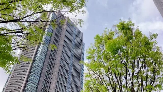 芽吹いたばかりのケヤキの新緑と丸の内のビル街