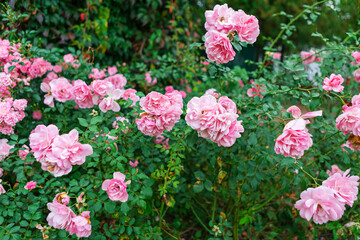 Closeup of a pink rose bush in full bloom with green foliage in the background