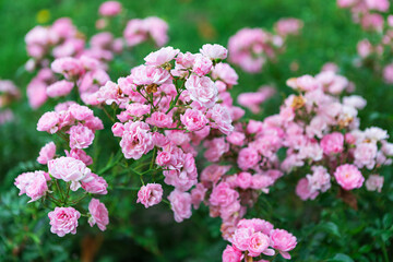 Obraz premium Close-up of beautiful delicate pink flowers in full bloom with a soft blurred background